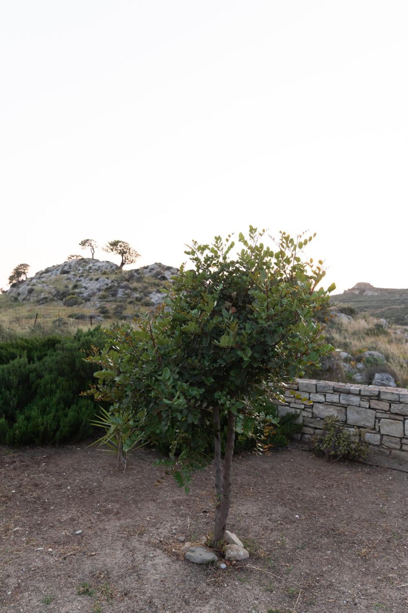 Carob Villa Moírai Exteriör bild